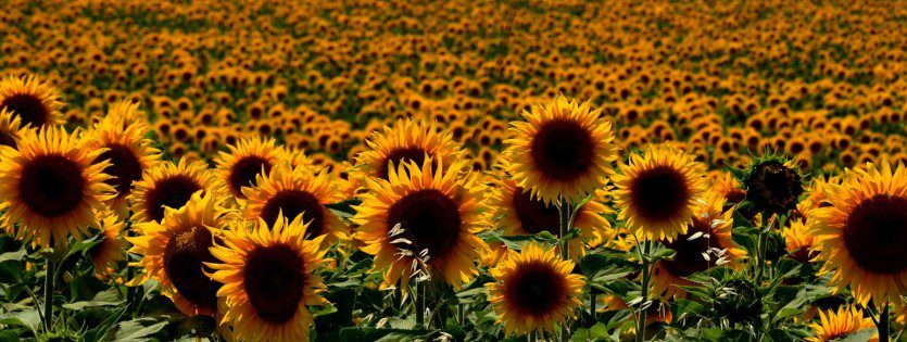 A field of sunflowers with many yellow flowers.